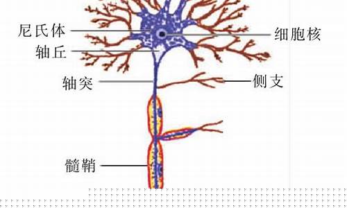 运动原神经_运动原神经病是渐冻症吗