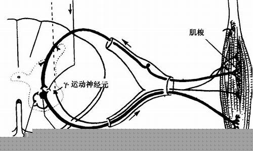 运动原神经损伤.导致筋肉萎缩怎么办_运动原神经